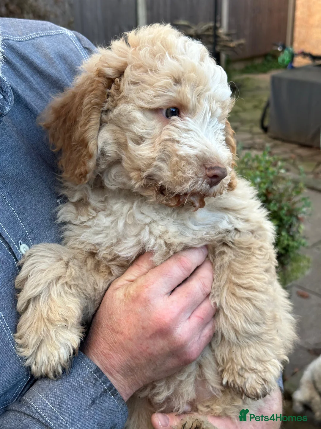 Lagotto Romagnolo dogs for sale: Pedigree Lagotto Romagnolo Puppies - Advert 6