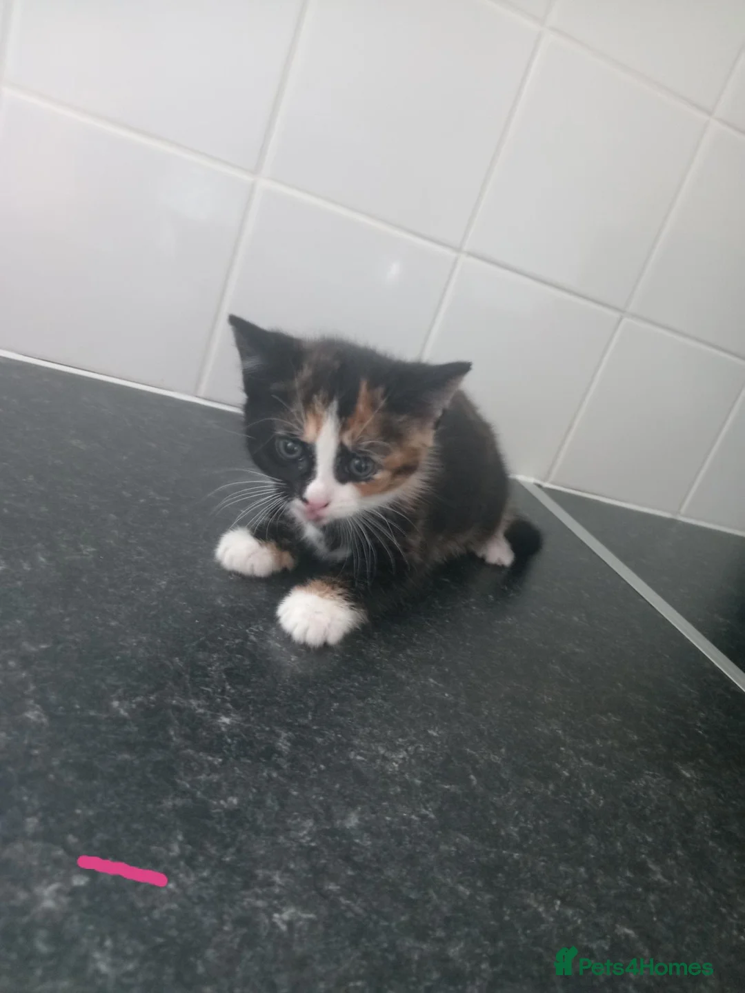 Mixed Breed cats for sale: Beautiful female kitten - Advert 5