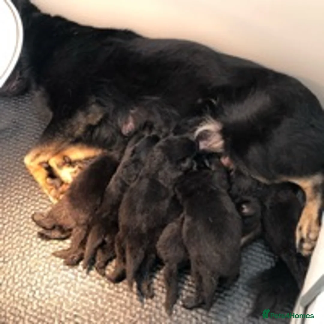 German Shepherd dogs for stud: German Shepherd Kc reg hip scored solid black in Darlington - Advert 4