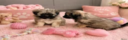 Mixed Breed dogs for sale: Peakapoo puppies 🐶  - Advert 9