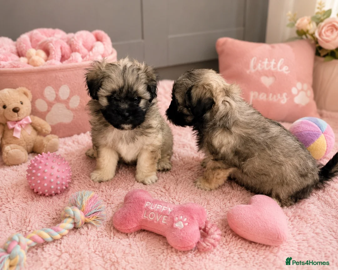 Mixed Breed dogs for sale: Peakapoo puppies 🐶  - Advert 9