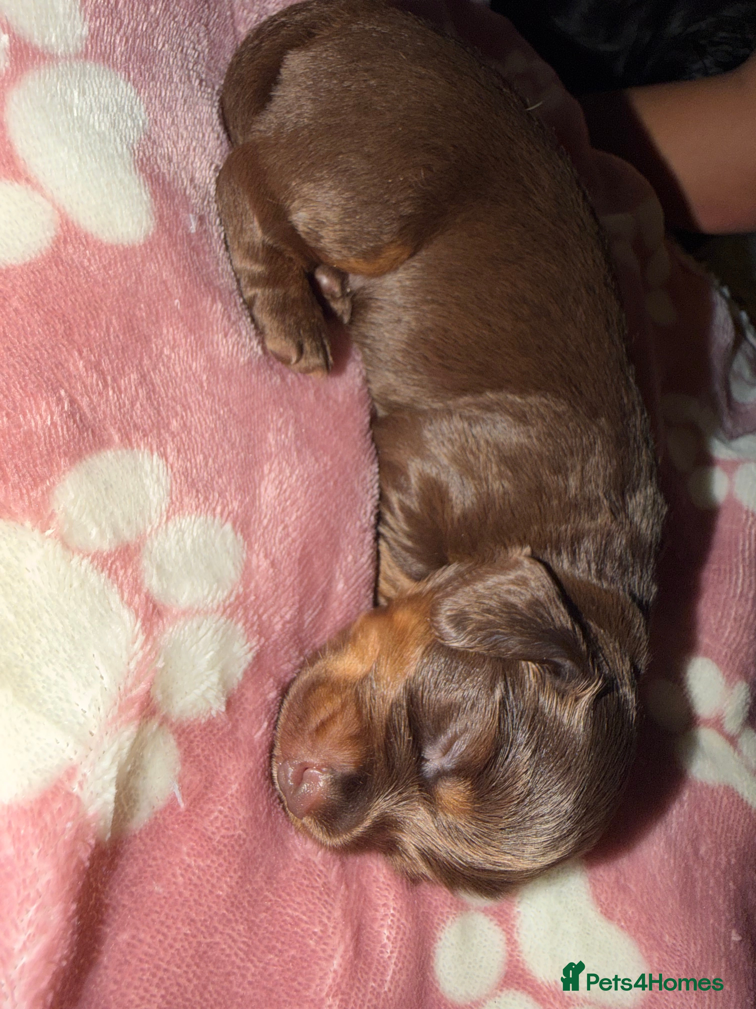 Miniature Dachshund dogs Long haired miniature dachshund x3 male - Advert 2