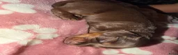 Miniature Dachshund dogs for sale: All pups sold ✨🤎 - Advert 25