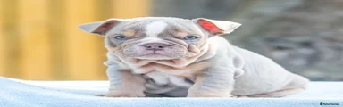 English Bulldog 4
