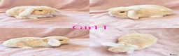 Mini Lop rabbits for sale: Baby Mini Lops Ready 08/08 - Advert 1