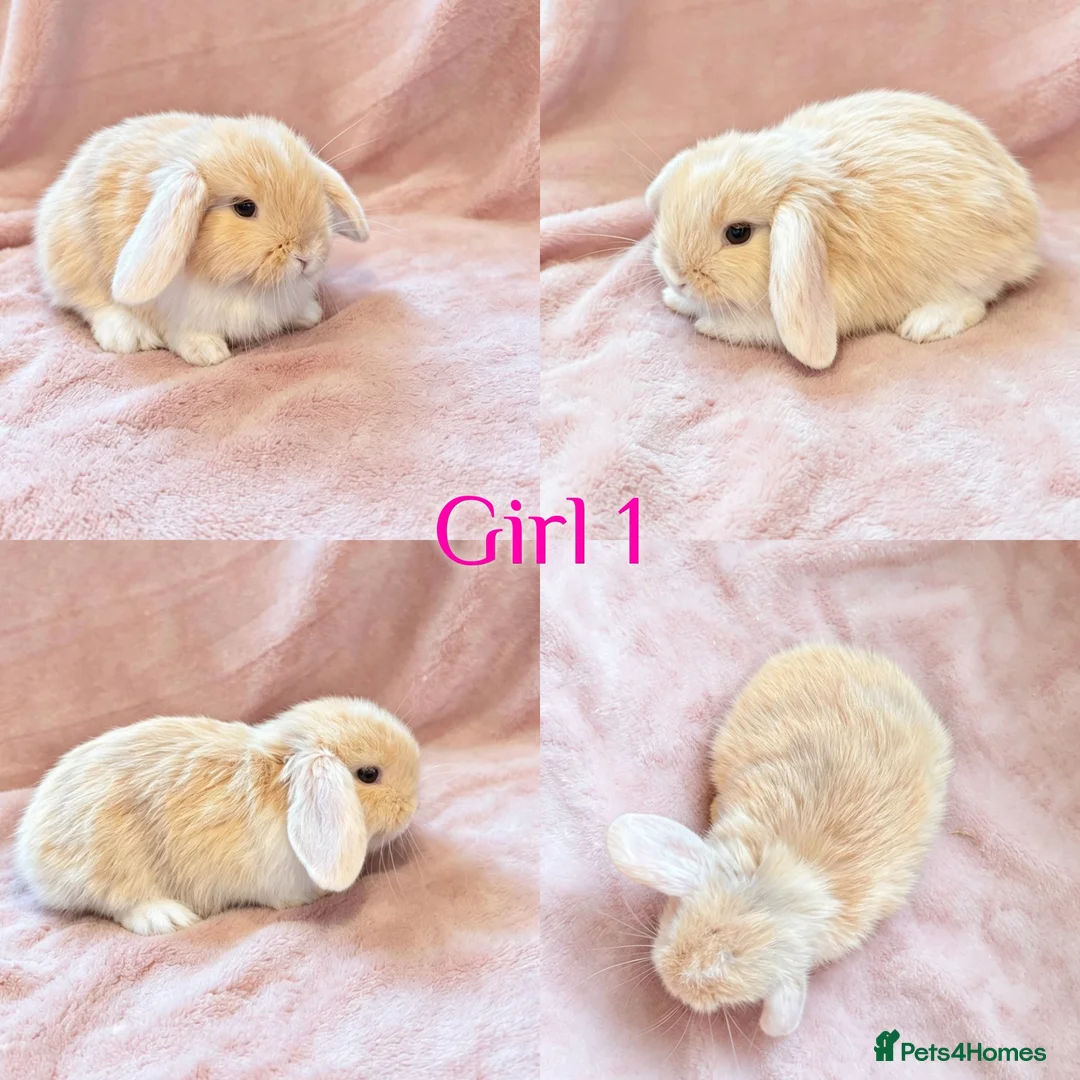 Mini Lop rabbits for sale: Baby Mini Lops Ready 08/08 - Advert 1