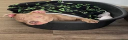 Mixed Breed dogs for sale: Dog for sale  - Advert 3