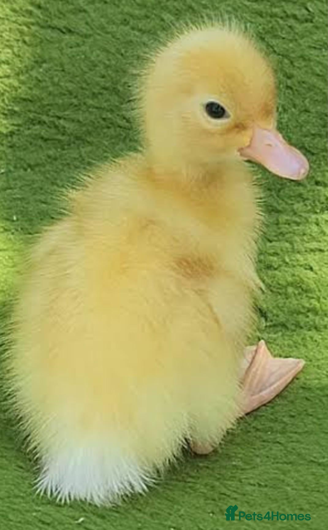 Ducks poultry Cherry Valley ducklings available after 12 October - Advert 20