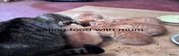 Mixed Breed cats for sale: Ginger Farm kittens  - Advert 5