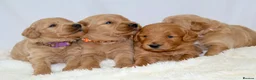 Mini Goldendoodle dogs for sale: F1 Miniature Goldendoodle’s - Advert 21