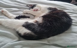 Domestic Shorthair cats for sale: Male cheeky cat - Image 4