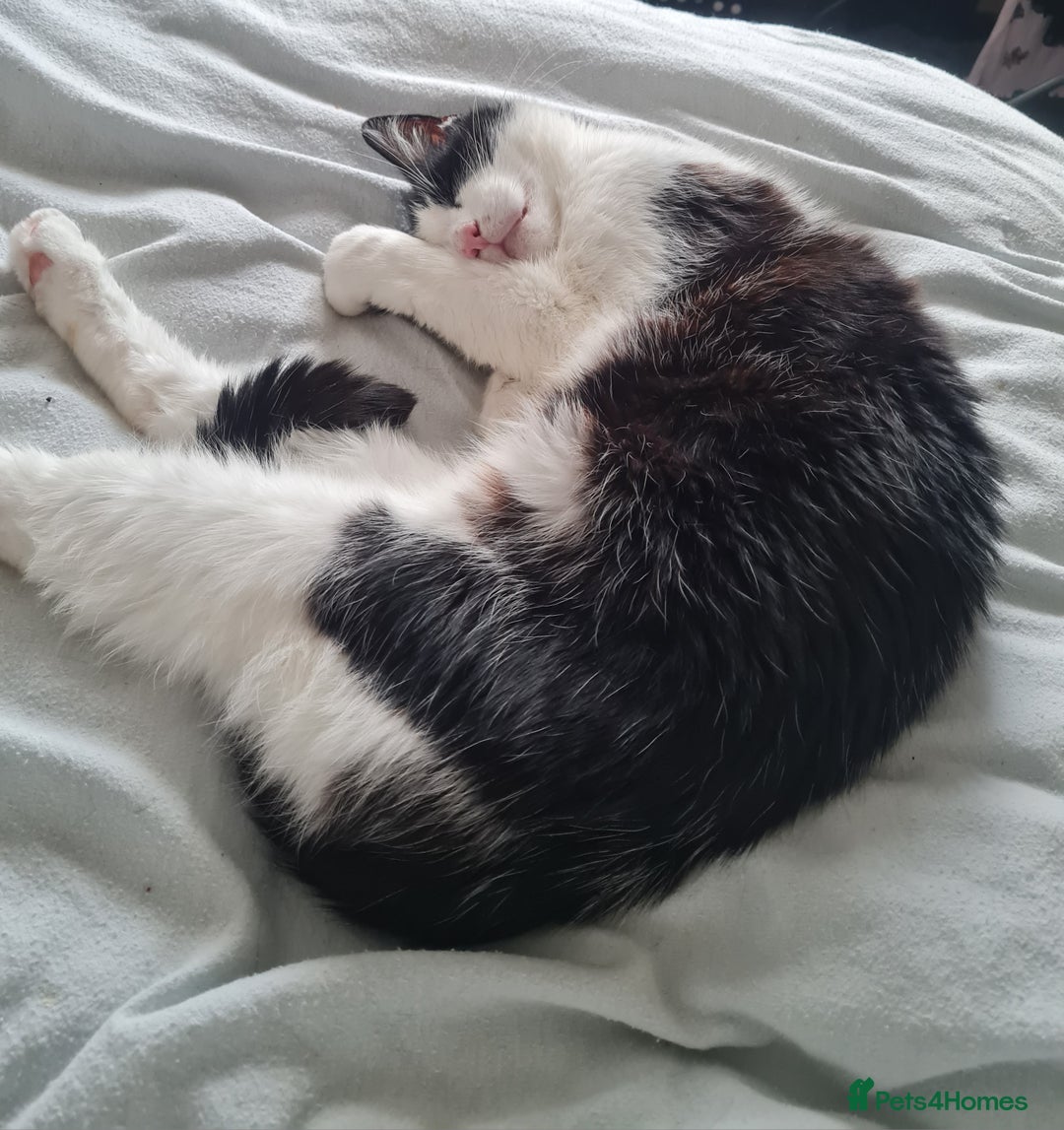 Domestic Shorthair cats for sale: Male cheeky cat - Image 4