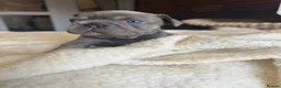 French Bulldog dogs for sale: ❤️READY TO LEAVE French-bulldog puppies ❤️ - Advert 13