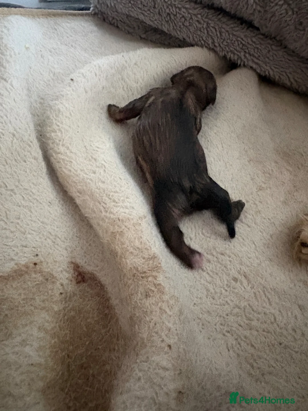 Shih Tzu dogs for sale: Shih Tzu girls - Advert 2