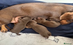 Miniature Dachshund dogs for sale: Stunning miniature dachshunds - Image 12