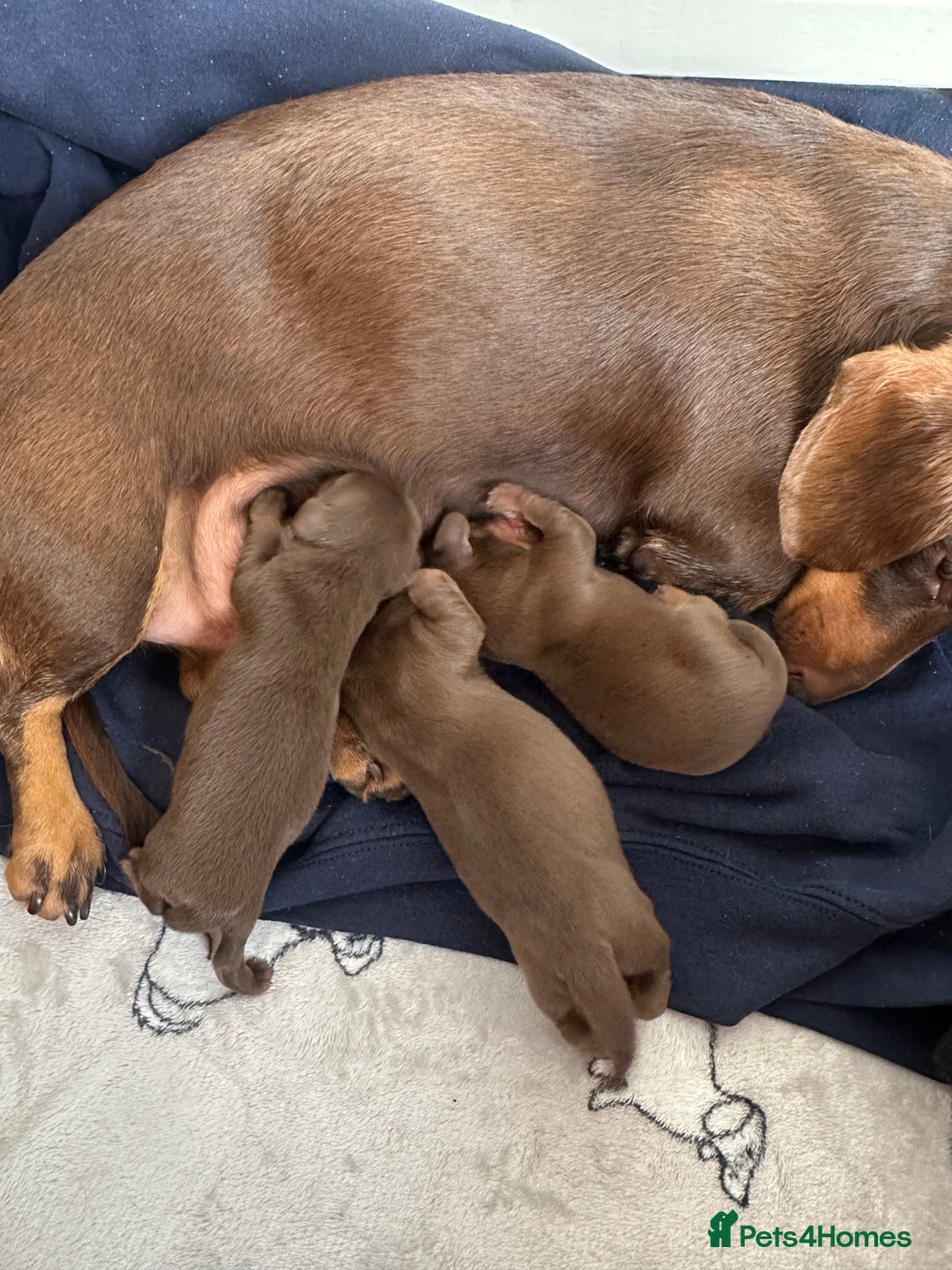 Miniature Dachshund dogs for sale: Stunning miniature dachshunds - Image 12