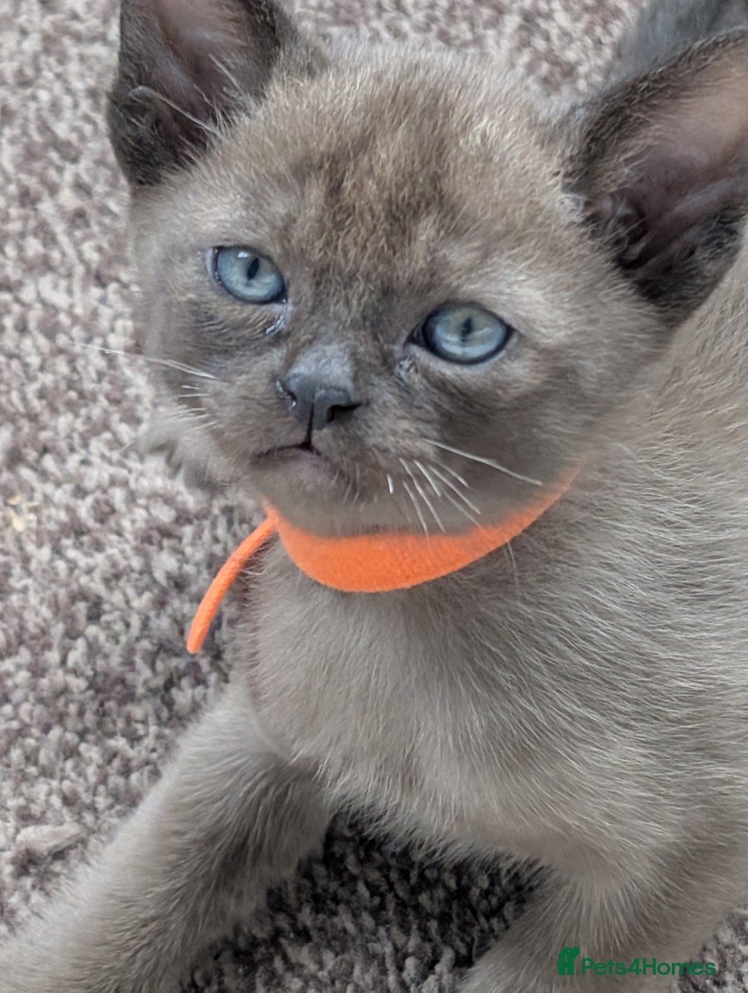 Burmese cats for sale: 5 bouncing beautiful Burmese boys - Image 14