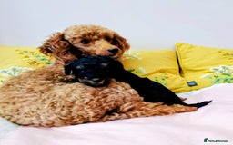 Toy Poodle dogs for sale: Toy poodle boy - Advert 2
