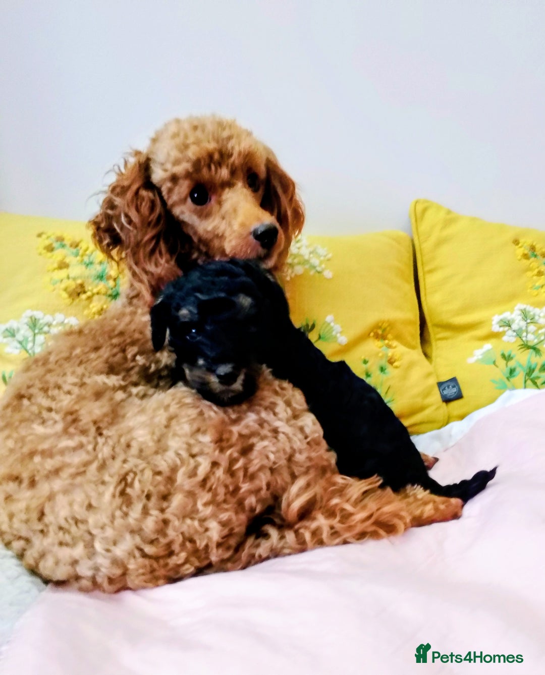 Toy Poodle dogs for sale: Toy poodle boy - Advert 2