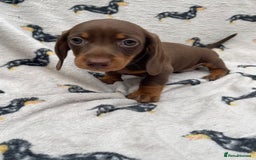 Miniature Dachshund dogs for sale: KC Reg Pedigree Mini Smooth Haired Dachshunds - Image 32