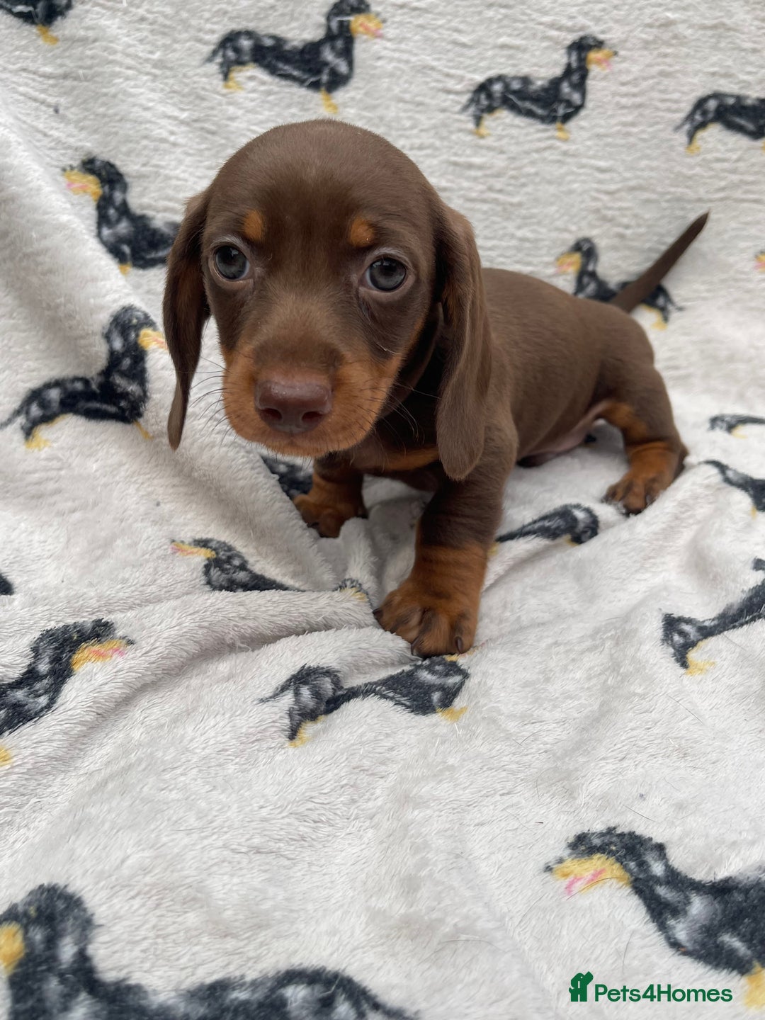 Miniature Dachshund dogs for sale: KC Reg Pedigree Mini Smooth Haired Dachshunds - Image 32