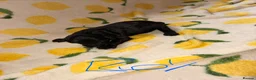 Cockapoo dogs for sale: F1 Cockapoo Puppies  - Advert 6