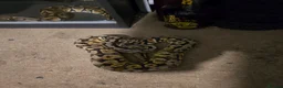 Boa Snake reptiles for sale: Beautiful boa and pyphon  in Daventry - Advert 3