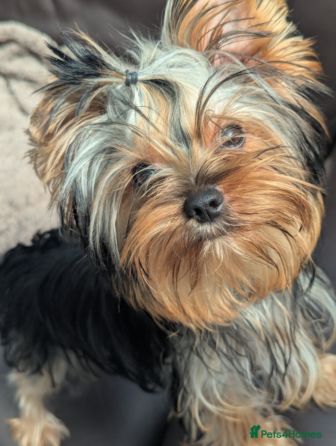 Yorkshire Terrier dogs for sale: Female Yorkshire terrier  - Image 7