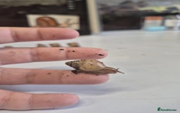 Snails invertebrates for sale: Giant Land Snail Babies - Image 12