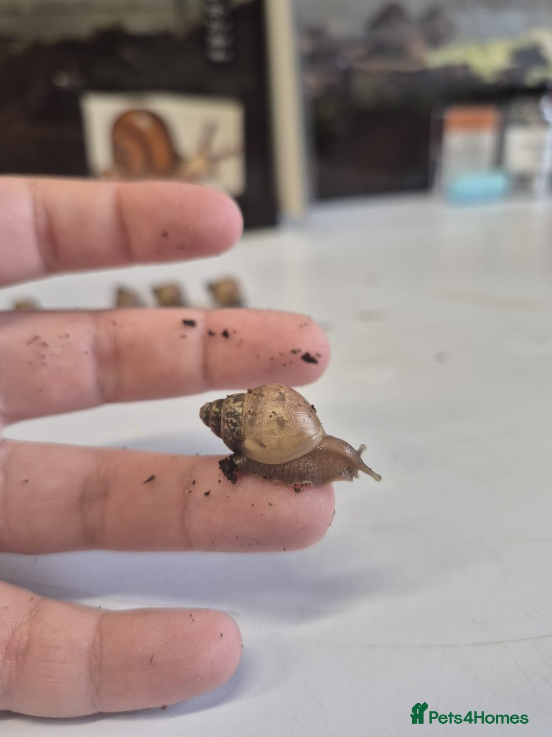 Snails invertebrates for sale: Giant Land Snail Babies - Image 12