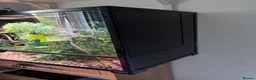 Chameleon reptiles for sale: Male Yemen Chameleon  - Advert 5