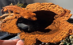 Gecko reptiles for sale: Beautiful Dalmatian Crested Gecko - Image 7