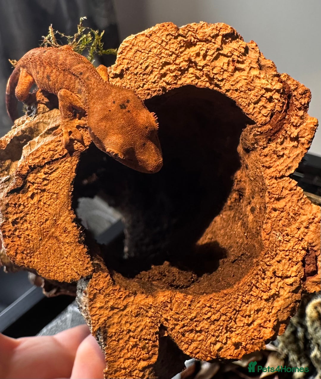 Gecko reptiles for sale: Beautiful Dalmatian Crested Gecko - Image 7