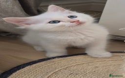Ragdoll cats for sale: Gorgeous Ragdoll Kittens  - Image 3