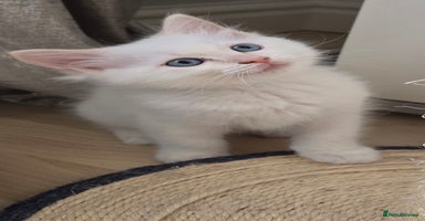 Ragdoll cats - Advert 9