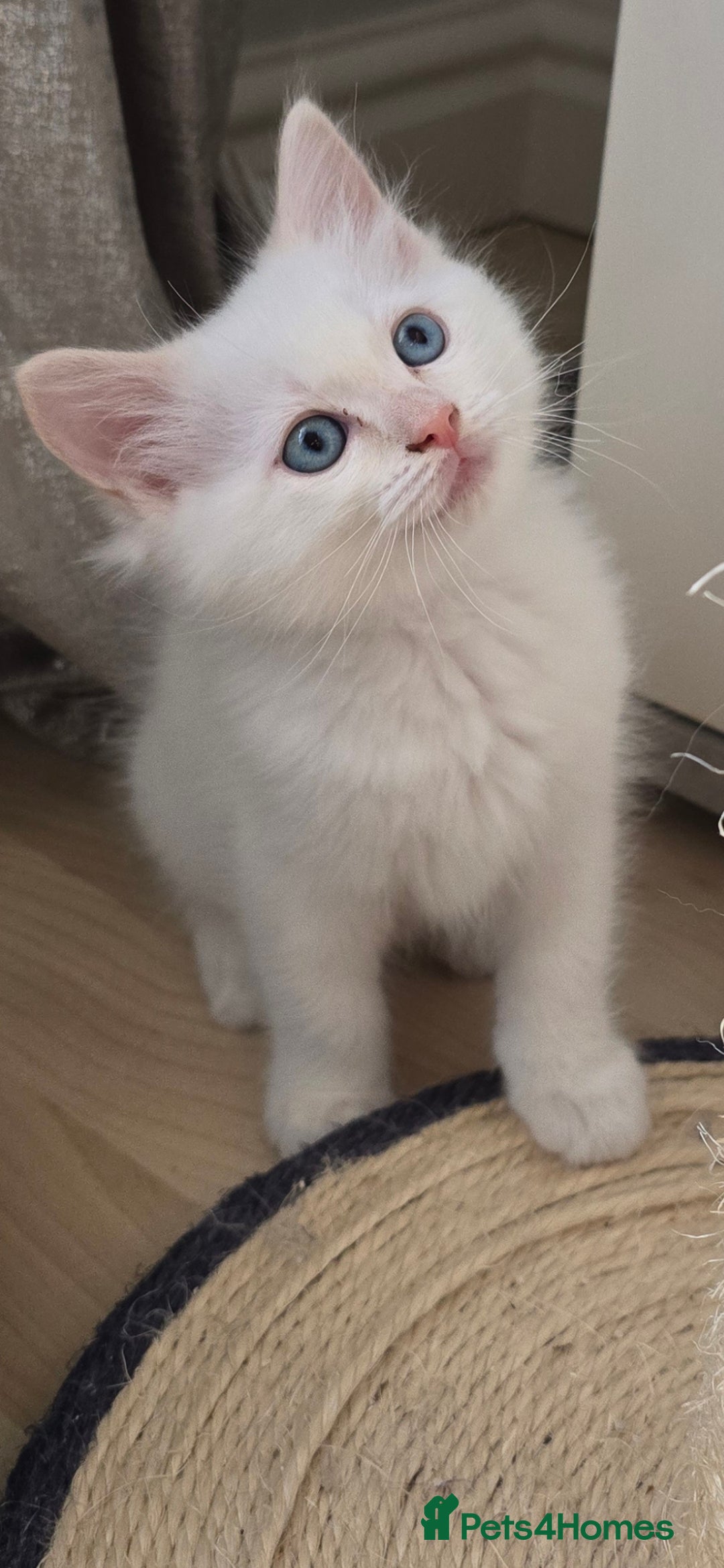 Ragdoll cats for sale: Gorgeous Ragdoll Kittens  - Image 3