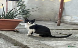 Mixed Breed cats for adoption: ☕ Moca ☕ is looking for her family!  - Image 2