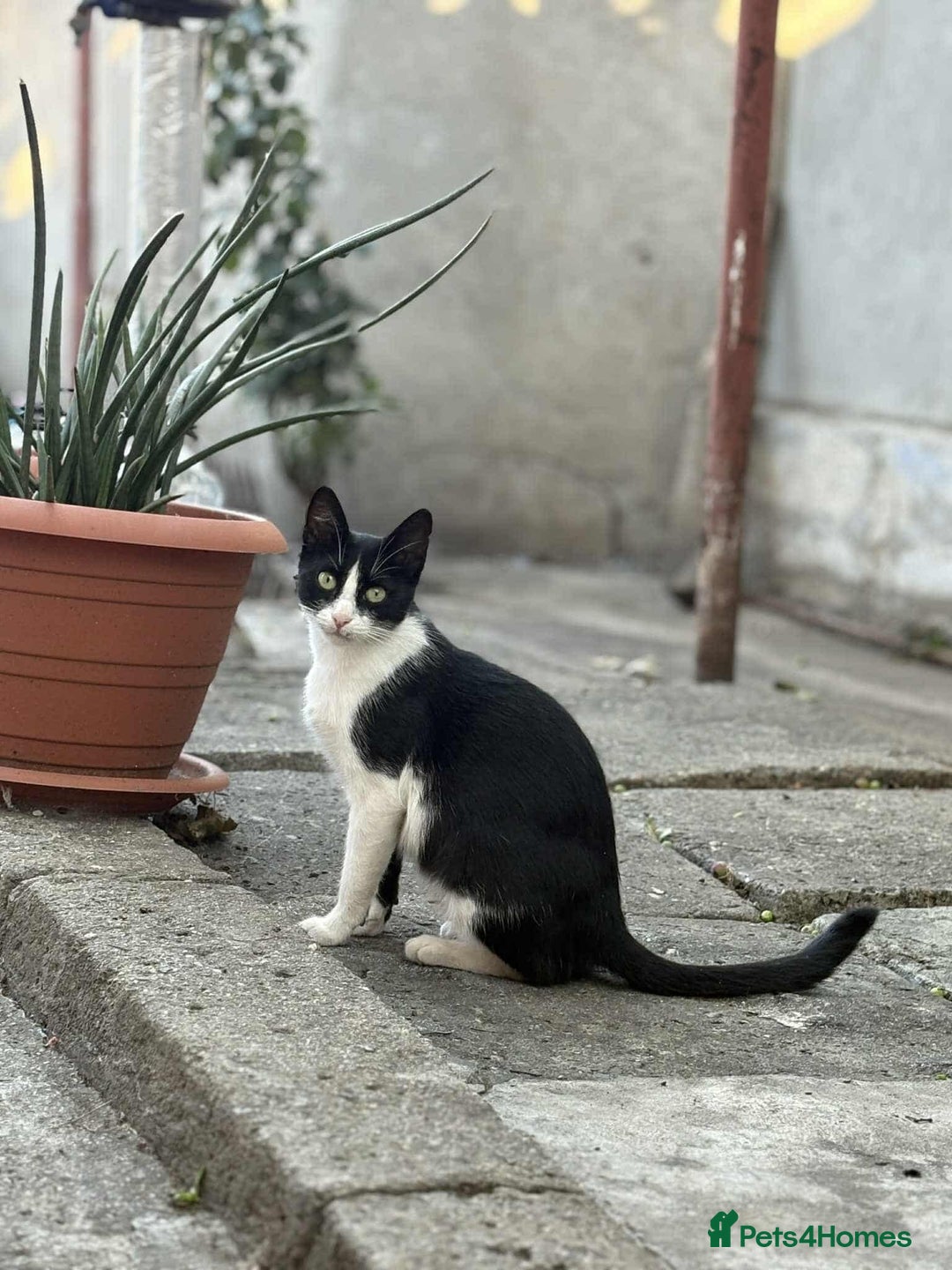 Mixed Breed cats for adoption: ☕ Moca ☕ is looking for her family!  - Image 2