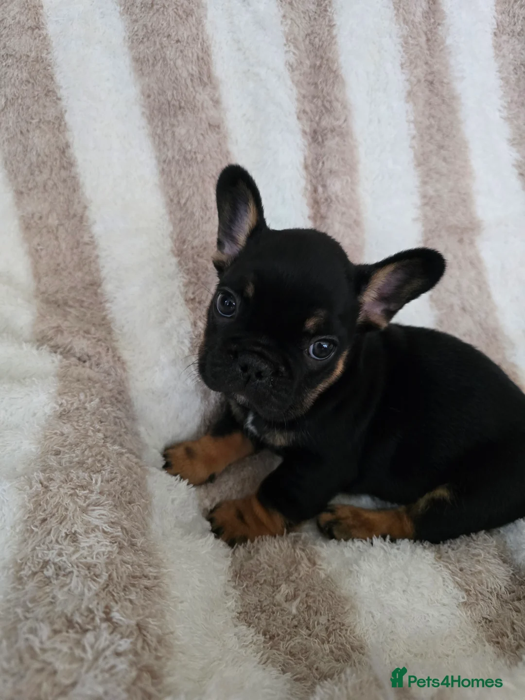 French Bulldog dogs for sale: Beautiful Frenchie Pups Available  - Advert 5