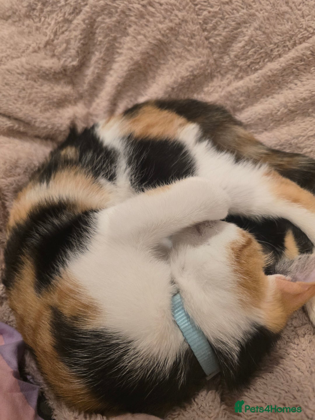 Mixed Breed cats for sale: Pair of bonded female kittens  - Advert 4