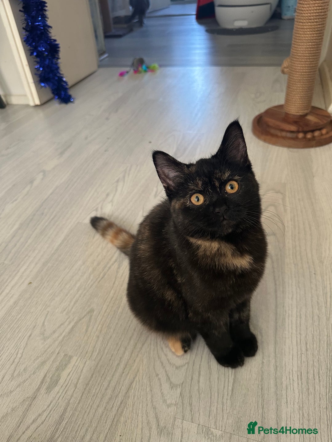 Mixed Breed cats for sale: British Short Hair Cross-Sphinx  - Advert 19