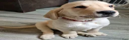 Goldador dogs for sale: Adorable Goldadors waiting for new homes !! - Advert 2