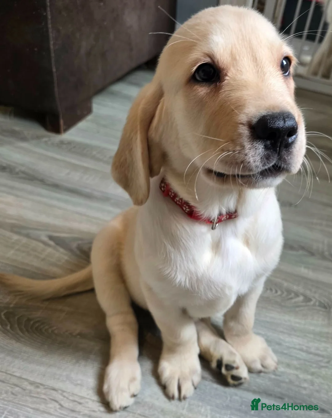 Goldador dogs for sale: Adorable Goldadors waiting for new homes !! - Advert 2
