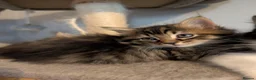 Maine Coon cats for sale: 🩵🩷Maine coon cross kitty's ready now 🩷🩵 - Advert 14
