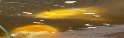 Koi Carp fish for sale: Closing Pond - Advert 2
