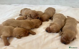 Labrador Retriever dogs for sale: Fox red Labrador puppies - Image 4