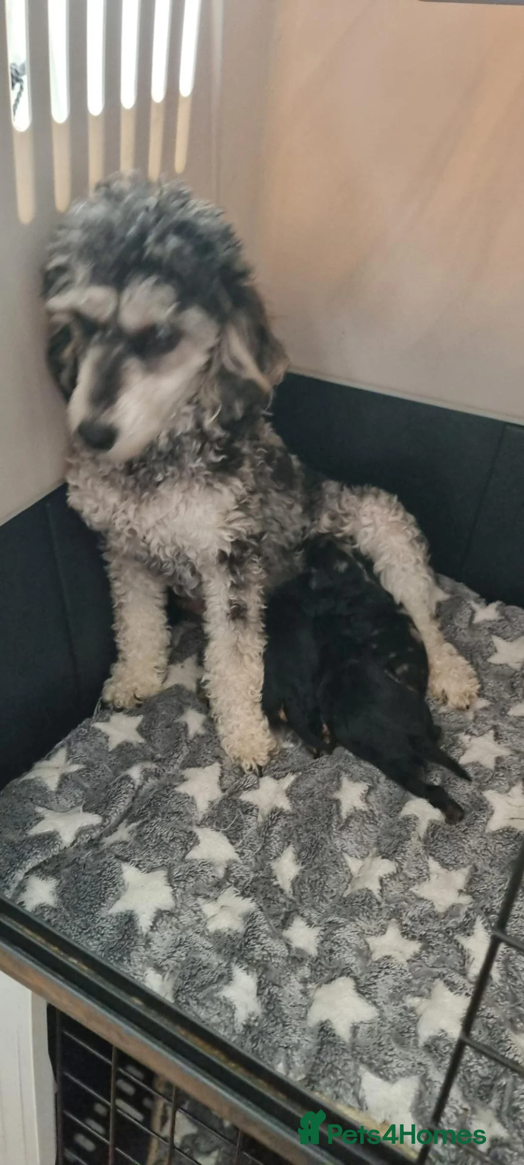 Cavapoo dogs for sale: F1 toy cavapoos  - Advert 2