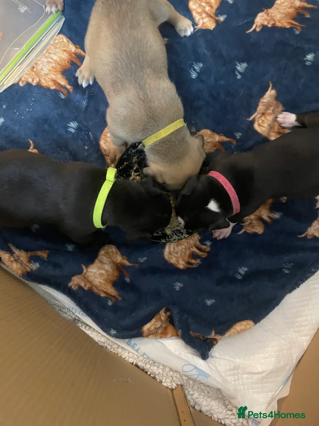 Mixed Breed dogs for sale: Beautiful Staffy x Collie Pups, 4 male 5 girls - Advert 9