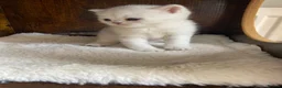 British Shorthair cats for sale: Silver pedigree British Shorthair kittens  - Advert 12