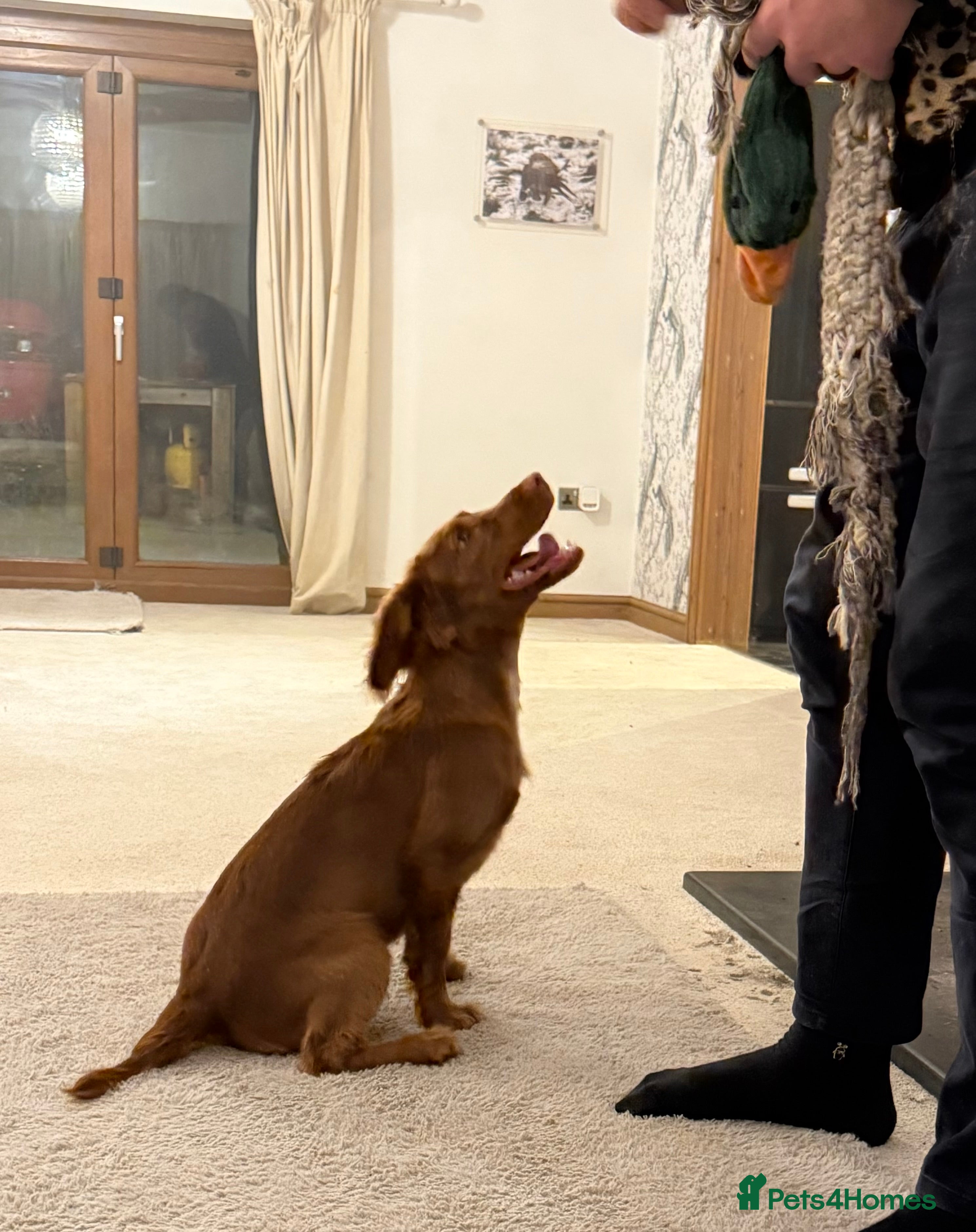 Cocker Spaniel dogs Max Handsome Golden Coker  - Advert 1